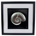 Nautilus shell silver leaf artwork on black background in square frame