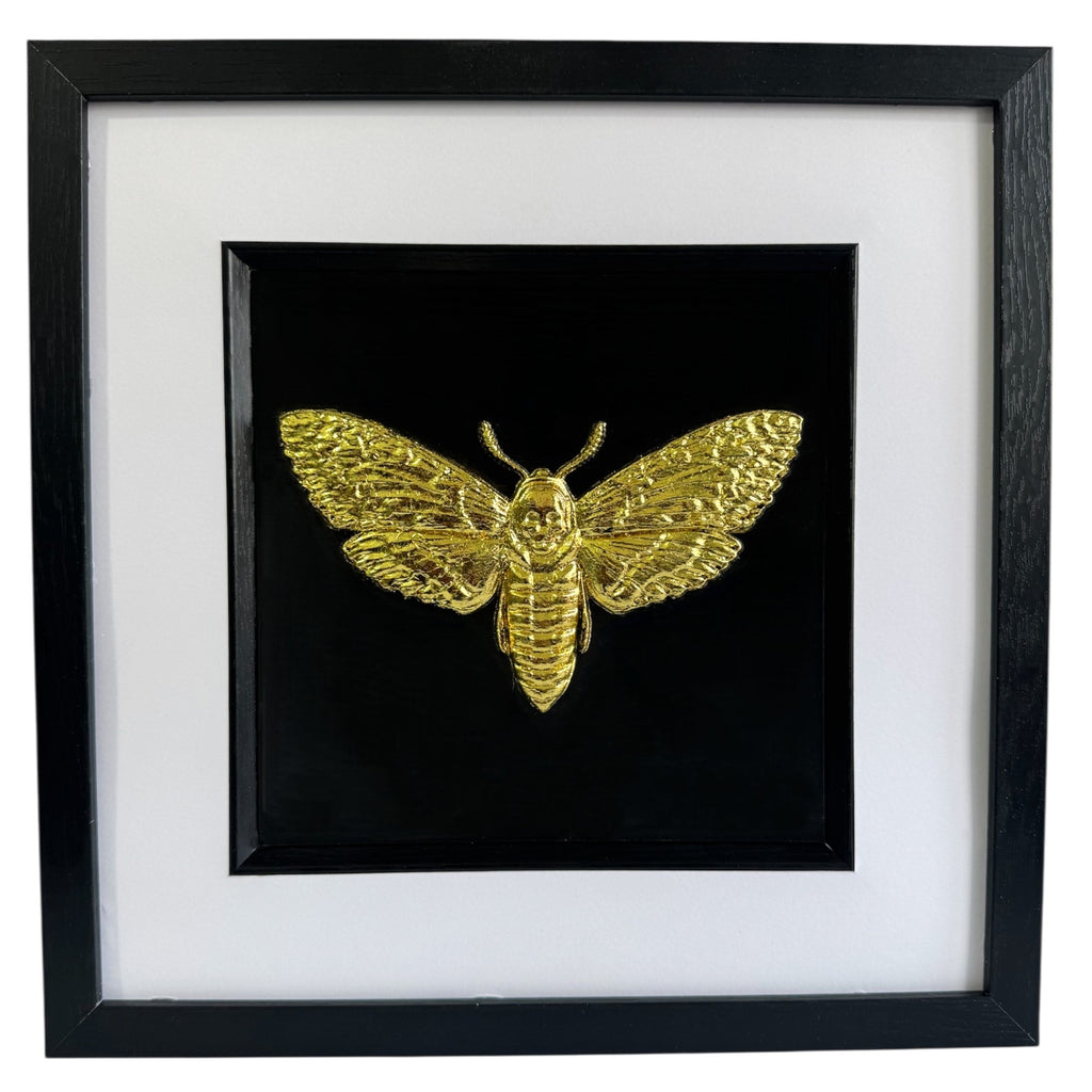 Death’s head hawkmoth 3D wall art in gold leaf, framed in a black wooden frame with white mount on a black background.