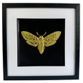 Death’s head hawkmoth 3D wall art in gold leaf, framed in a black wooden frame with white mount on a black background.