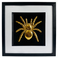 Framed tarantula spider wall art finished in realistic gold leaf, shown on a black background with a white mount and black frame for bold gothic wildlife decor.
