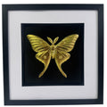 Front-facing gold leaf luna moth wall art with black background and white mount