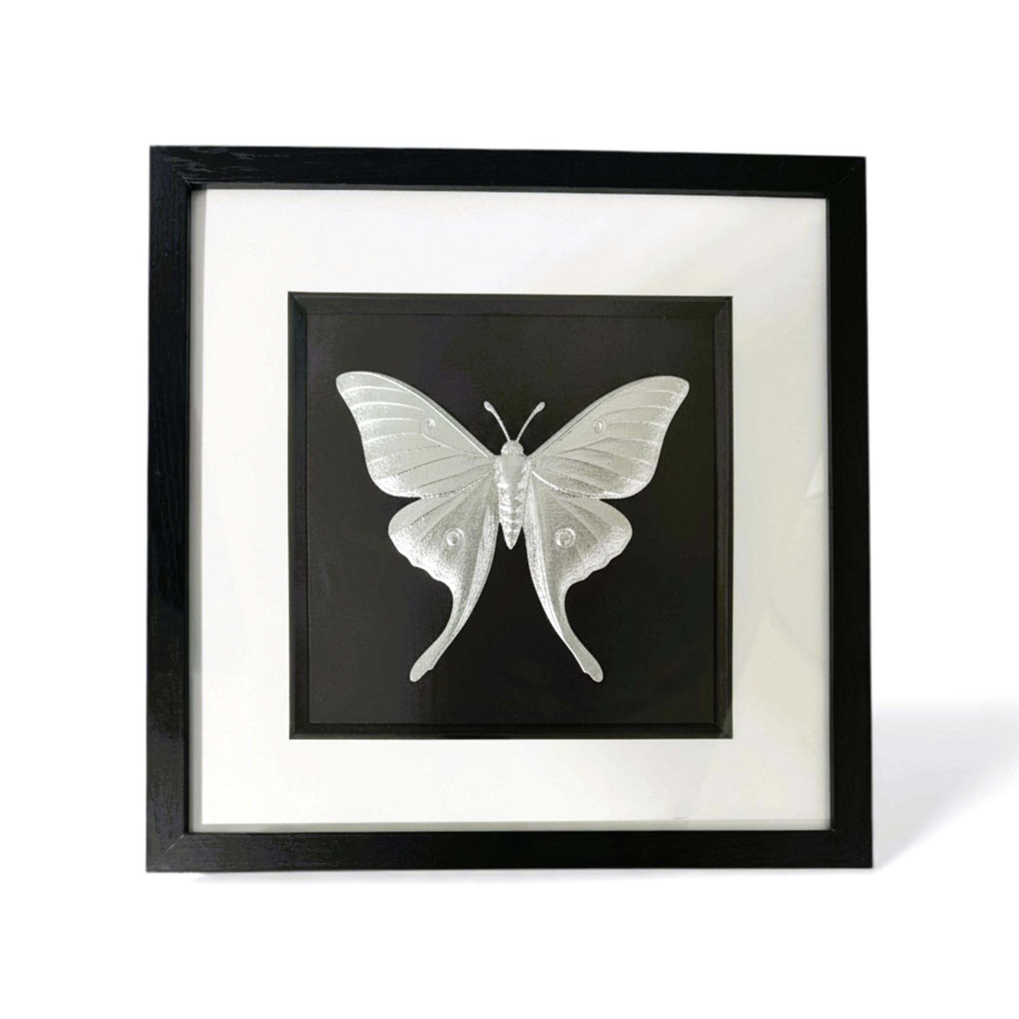 Front-facing silver leaf luna moth wall art with black background and white mount